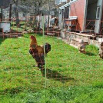 Elektrozaun / Weidezaun schuetzt vor Fuchs und Marder